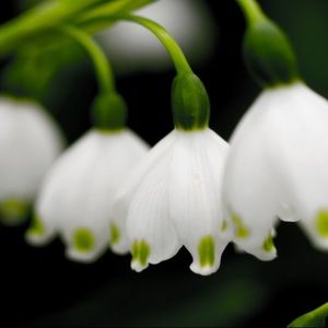 Meet your Posher, Ann